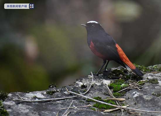 惊现白顶溪鸲！福建永安天宝岩保护区发现当地新记录鸟种